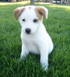 Buttercup
