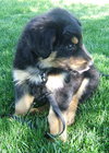 Rocky