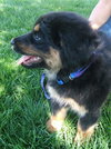 Roxie