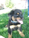 Roxie