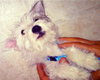 Rascal