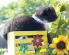 Patch AG