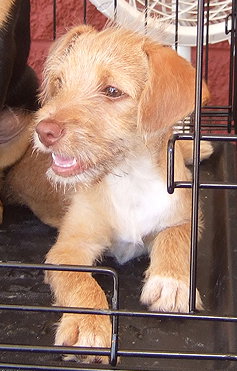 Festus