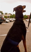 Dexter