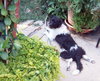 Lilly Belle