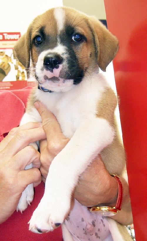 Toby
