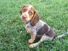 Laverne