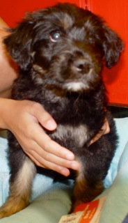 Leonard