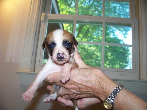 Smitty