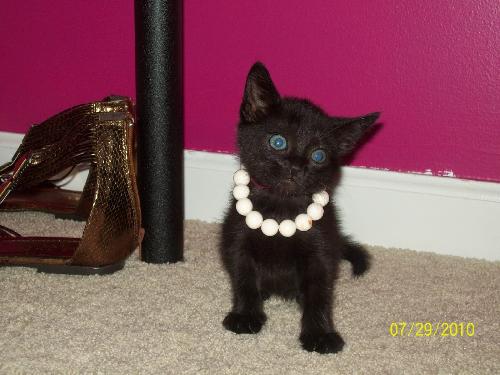 Phoebe