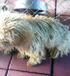 Pepper