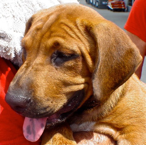 Rex