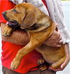 Rex