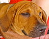 Rex
