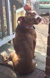 Ellie