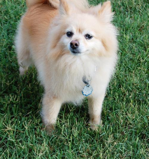 Bailey-LH
