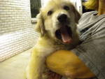 Carrie