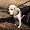 Thelma Lou