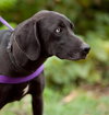 Lilly