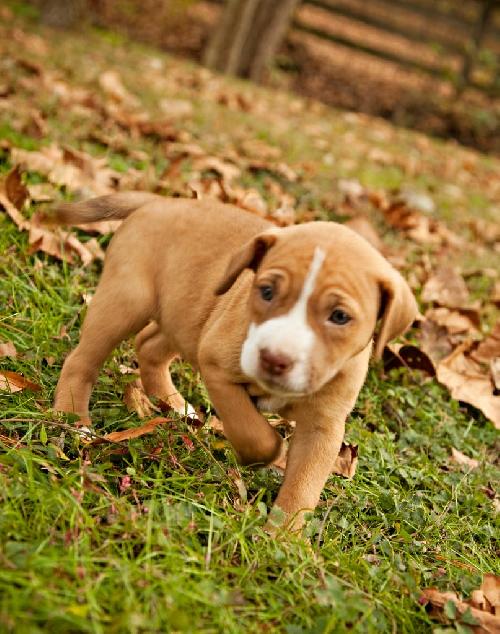 Biscuit