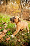 Baxter