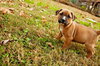 Barney