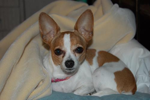 Chloe LH