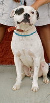Petey