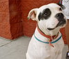 Petey