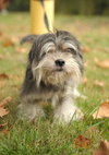 Chloe