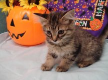 Tiger Lilly