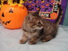 Tiger Lilly