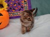 Tiger Lilly