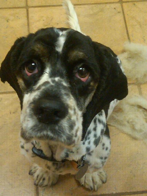 Pepper