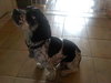 Pepper