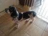 Pepper