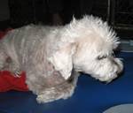 maltese