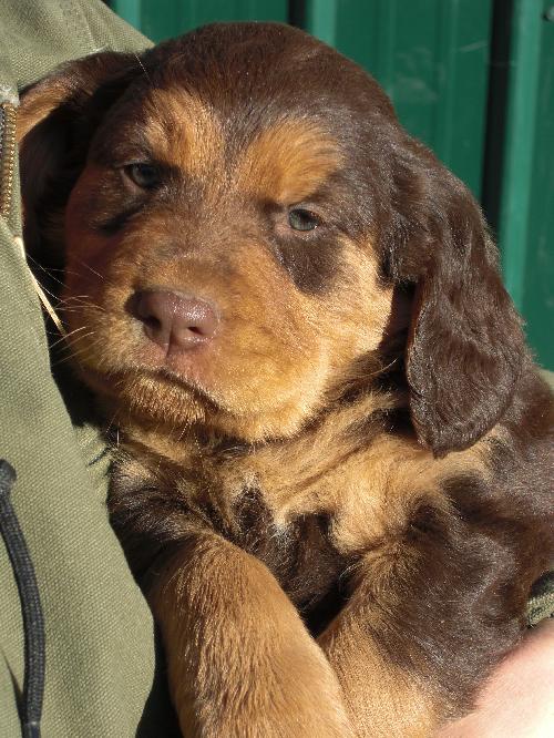 Copper