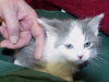 Kitten 3 LB