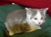 Kitten 3 LB