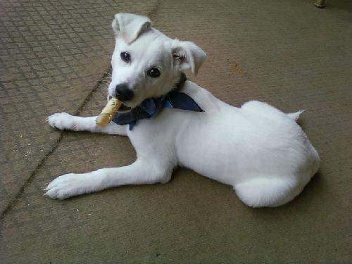 Henry
