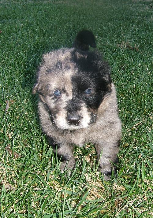 Bandit