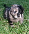 Bandit