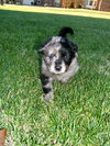 Bandit