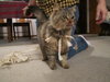 Kitty Boom Boom