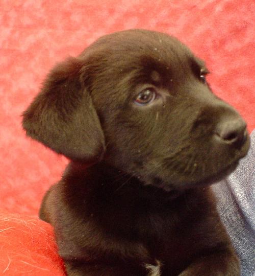 Ozzie