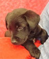 Ozzie