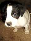 Benson