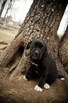 Bailey