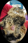 Tigger Two-Ton